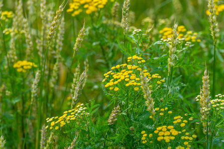 Summer photo. Wheat a cereal plant that is the most important kind grown in temperate countries, the...