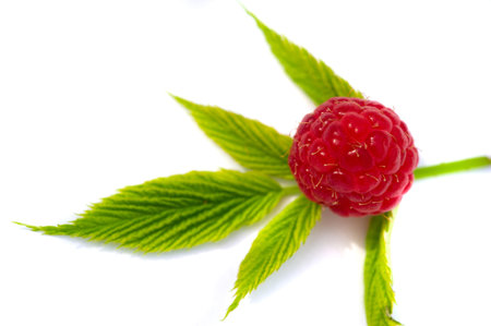 Raspberry. It's time to rejoice - it's finally raspberry season. There is something magical about this little gem; there is only a short window to get a fine tasting basket.の写真素材