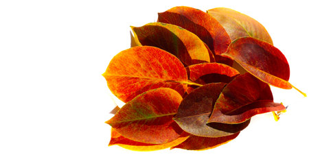 Autumn leaves on a white background. Autumn is everyone's favorite season. The leaves are changing...