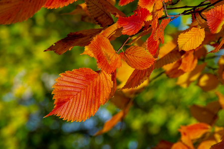 Autumn photography, leaves in the fall, At this time of the year the trees seem to come to life, breaking from orange, red and copper leavesの写真素材