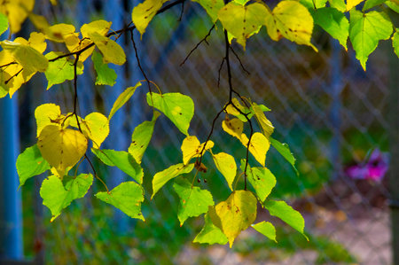 Autumn photography, leaves in the fall, At this time of the year the trees seem to come to life,...
