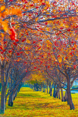 autumn landscape, sketch of autumn in the photo, yellow burgundy red leaves, summer petition, joyful picturesの写真素材