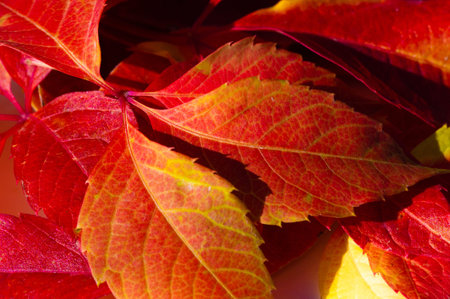 Autumn leaves on a white background. Autumn leaves don't fall, they fly. They take their time and...
