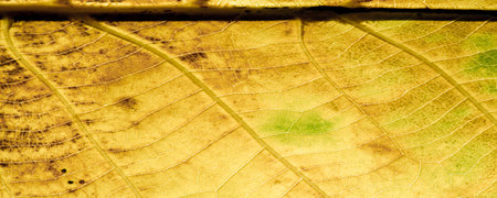 Leaves autumn. Close-up. macro photography. Amazing world opens up with macro photography