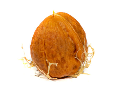 Walnut. If you can't make a cup of walnuts, you have no soul