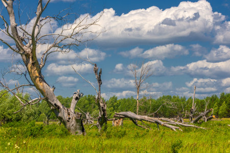Summer landscape, river floodplain, picturesque shores, bright green grass with wild wildflowers,...