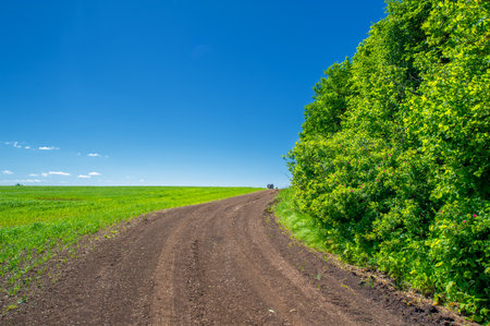 summer landscape, dirt road from black soil, blue cloudless sky, green wheat, a walk along the European part of the earthの写真素材