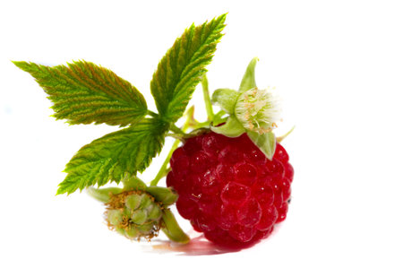 Raspberry. it is a healthy, tasty berry that consumers should enjoy during the summer months....