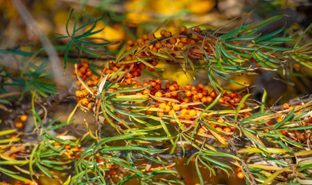 Sea buckthorn is used to treat heart disease, skin conditions, edema (inflammation), and other...