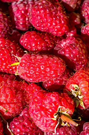 Raspberry. It's time to rejoice - it's finally raspberry season. There is something magical about this little gem; there is only a short window to get a fine tasting basket.の写真素材