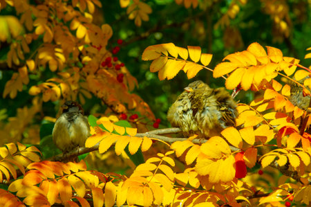 autumn landscape, sketch of autumn in the photo, yellow burgundy red leaves, summer petition, joyful picturesの写真素材