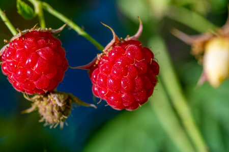 Raspberry. it is a healthy, tasty berry that consumers should enjoy during the summer months. Raspberries are a powerful source of nutrients including vitamin C, manganese,の写真素材