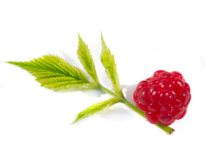Raspberry. it is a healthy, tasty berry that consumers should enjoy during the summer months....