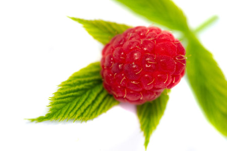 Raspberry. it is a healthy, tasty berry that consumers should enjoy during the summer months....
