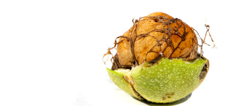 Walnut. The best thing about walnuts is the smell.の写真素材