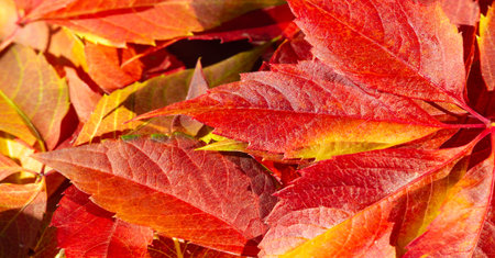 Autumn leaves on a white background. While autumn lasts, I don't have enough hands, a camera and...