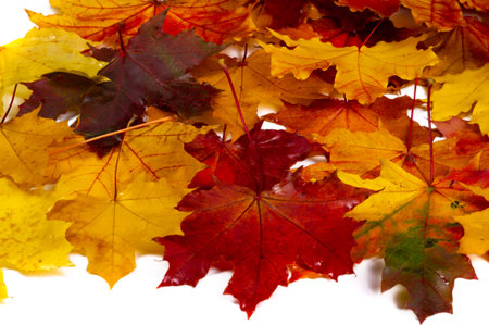 Autumn leaves on a white background. Autumn has always been my favorite season. When everything...