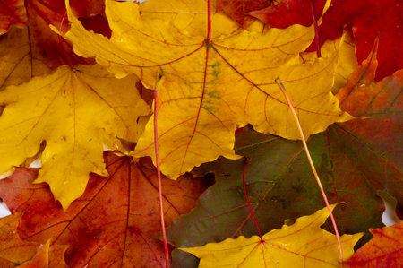 Autumn leaves on a white background.