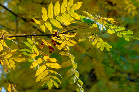 autumn landscape, sketch of autumn in the photo, yellow burgundy red leaves, summer petition, joyful...