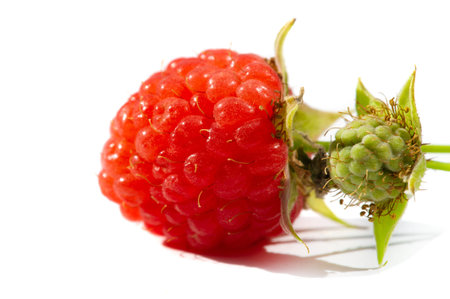 Raspberry is juicy and perfect for your most fruity mood. Give some joy to your table. Surprisingly...