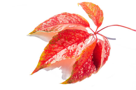 Autumn leaves on a white background. Love the trees until the leaves fall off and then invite them to try again next year. Sweater weather is better togetherの写真素材