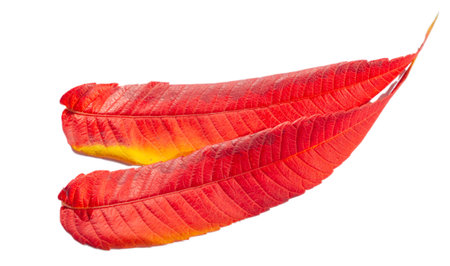 Autumn leaves on a white background. While autumn lasts, I don't have enough hands, a camera and...