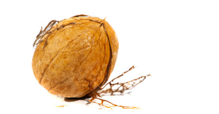 Walnut. For me, love is like walnuts. It should be taken regularly and in small amounts.