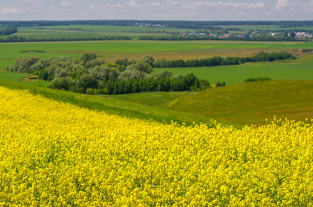 Rapeseed (Brassica napus subsp. Napus) with bright yellow flowering, cultivated thanks to oil-rich...