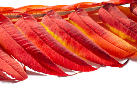 Autumn leaves on a white background. Autumn is everyone's favorite season. The leaves are changing...