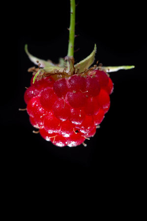 Raspberries. Wild red raspberries produce small, tart red berries. They are delicious fresh but also...