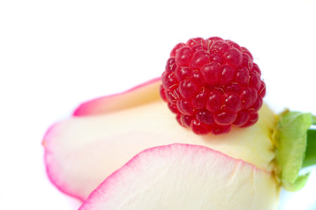 Raspberries. Wild red raspberries produce small, tart red berries. They are delicious fresh but also add flavor to jams or desserts.の写真素材