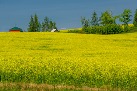 Rapeseed (Brassica napus subsp. Napus) with bright yellow flowering, cultivated thanks to oil-rich seeds, canola is an important source of vegetable oil and a source of protein flour.の写真素材
