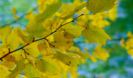 Autumn photography, leaves in the fall, At this time of the year the trees seem to come to life,...