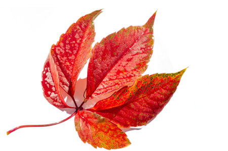 Autumn leaves on a white background. Autumn is the hardest time of the year. All the leaves fall and...