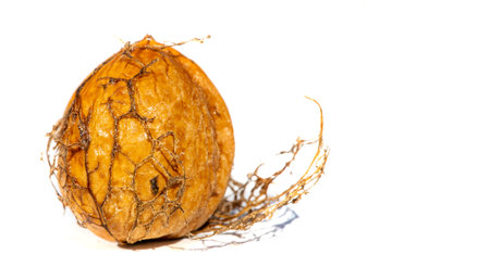 Walnut. For me, love is like walnuts. It should be taken regularly and in small amounts.