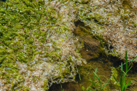 algae pond, Harmful algal bloom (NAV) is water bloom, which causes negative effects on other organisms through the production of natural toxins, HAV are often associated with large-scale deathsの写真素材