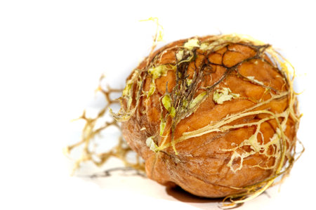 Walnut. I can eat black walnut all the time, it's not the taste of the week!の写真素材