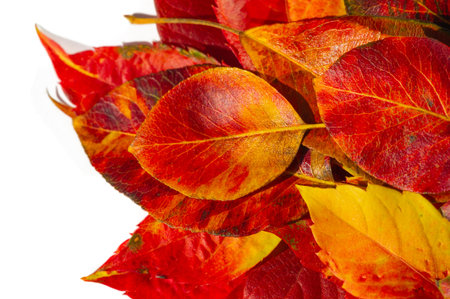 Autumn leaves on a white background. Autumn has always been my favorite season. When everything...
