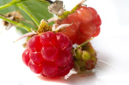 Raspberries. Wild red raspberries produce small, tart red berries. They are delicious fresh but also...