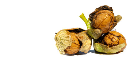 Walnut. I can eat black walnut all the time, it's not the taste of the week!