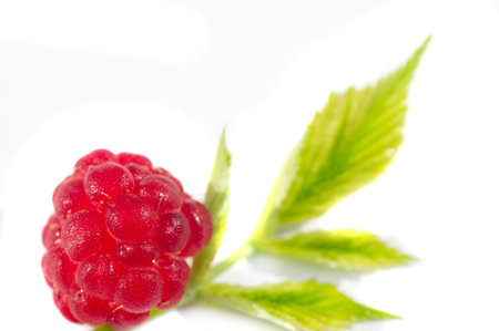 Raspberries. Wild red raspberries produce small, tart red berries. They are delicious fresh but also...