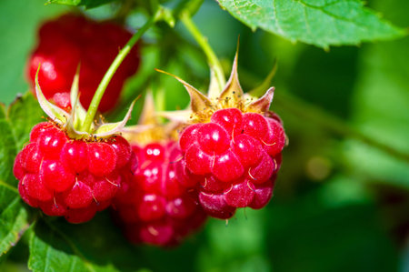 Raspberries. Wild red raspberries produce small, tart red berries. They are delicious fresh but also...