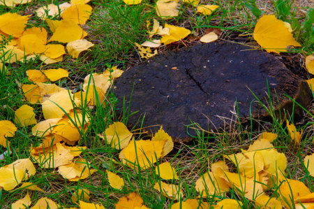 Autumn photography, leaves in the fall, At this time of the year the trees seem to come to life, breaking from orange, red and copper leavesの写真素材