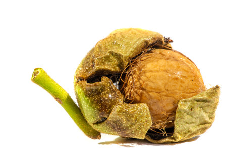 Walnut. I can eat black walnut all the time, it's not the taste of the week!