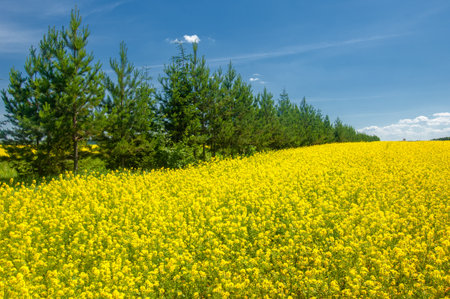Rapeseed (Brassica napus subsp. Napus) with bright yellow flowering, cultivated thanks to oil-rich seeds, canola is an important source of vegetable oil and a source of protein flour.の写真素材