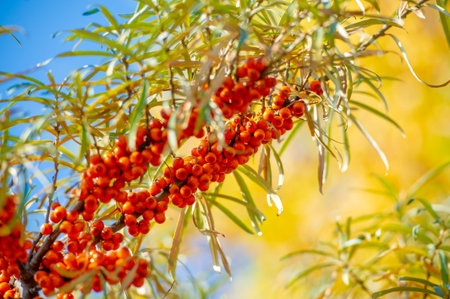 Sea buckthorn is used to treat heart disease, skin conditions, edema (inflammation), and other...
