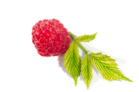 Raspberries are an excellent source of vitamin C, manganese and dietary fiber. They are also a very...