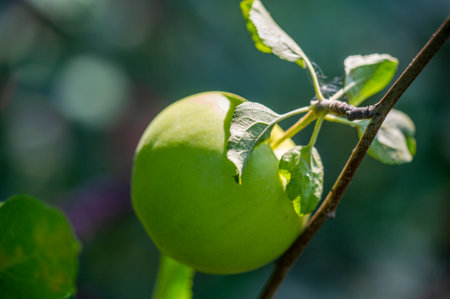 Apples. the orchard smelled of wet wood and ripe fruit. It was a strong, dizzying aroma, and nothing else could compare to it.の写真素材