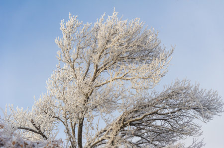 The mountains. Winter. Where you can enjoy the winter idyll in peace and quiet. A secluded place overlooking the landscapes - ideal conditions for a carefree holiday.の写真素材