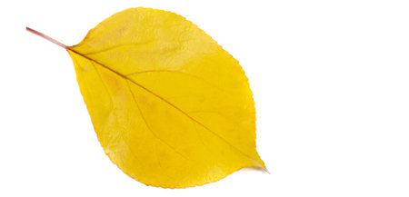 Autumn leaves on a white background. My favorite color is October. Autumn conquers you most of all with its mute appeal of sympathy for its withering.の写真素材